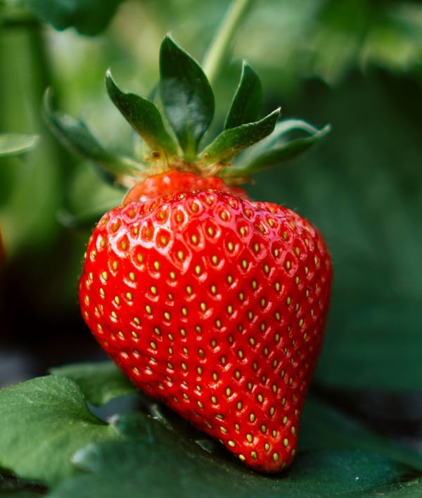 🍓Fix for Teen strawberry skin